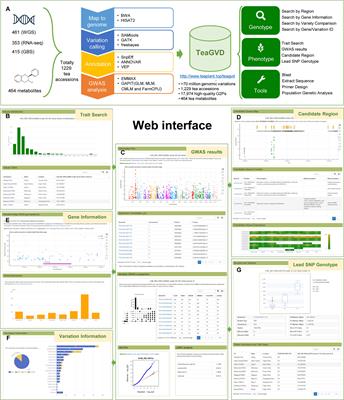 TeaGVD: A comprehensive database of genomic variations for uncovering the genetic architecture of metabolic traits in tea plants